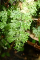 Hymenophyllum revolutum. Fertile lamina showing the rachis winged only in the distal half, and ultimate lamina segments arising both acroscopically and basiscopically from the primary pinnae.  
 Image: L.R. Perrie © Te Papa 2014 CC BY-NC 3.0 NZ
